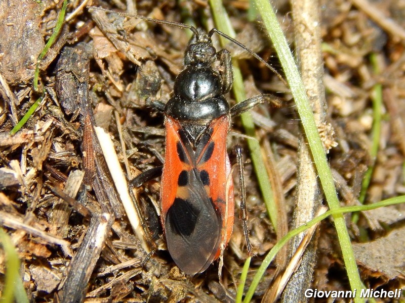 Peirates hybridus Reduviidae